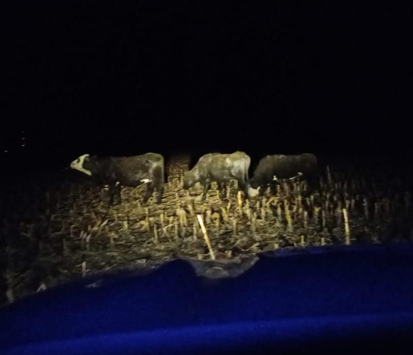 ANIMALES EN PREDIO AJENO