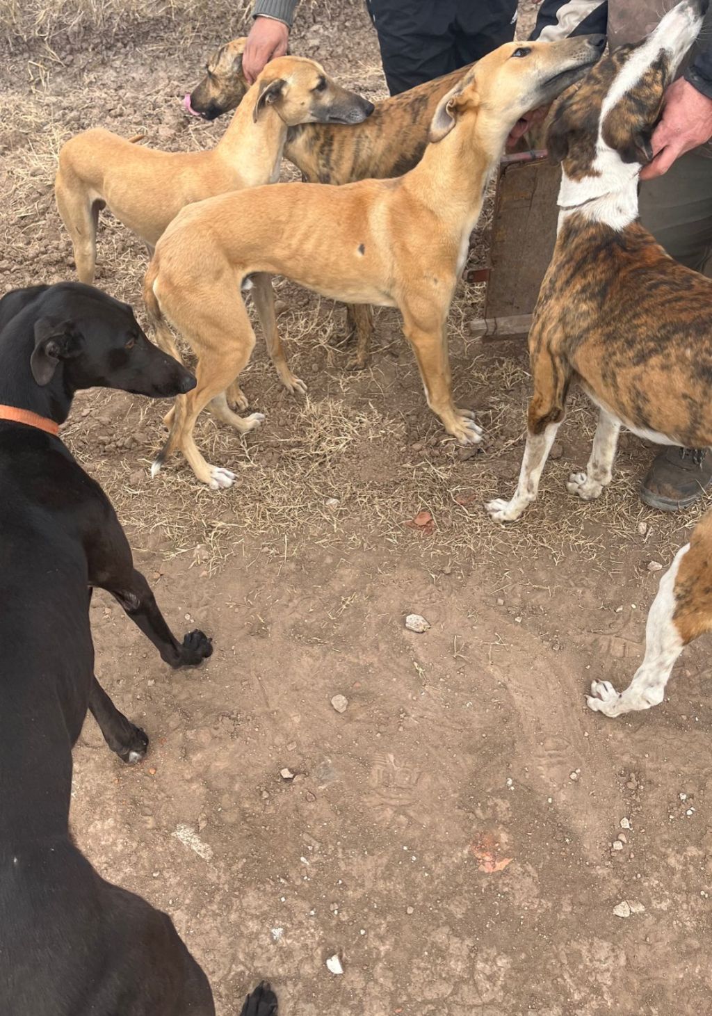 INFRACCIÓN A LAS NORMAS DE CAZA