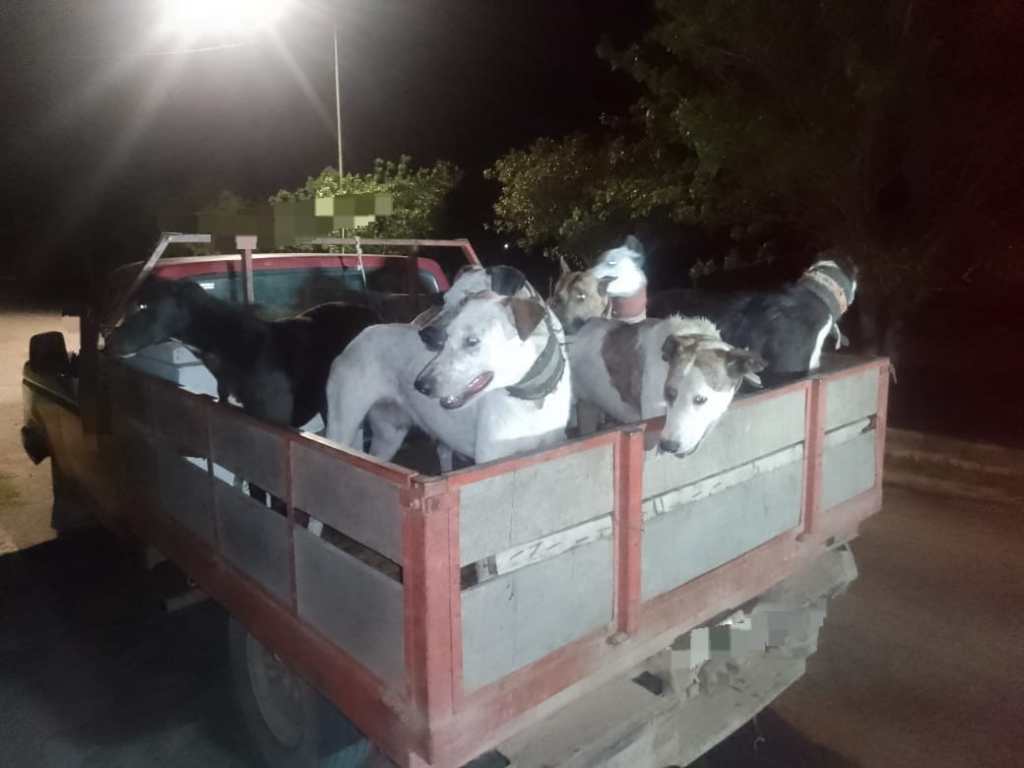 INFRACCIÓN A LA LEY DE CAZA CON JAURÍA