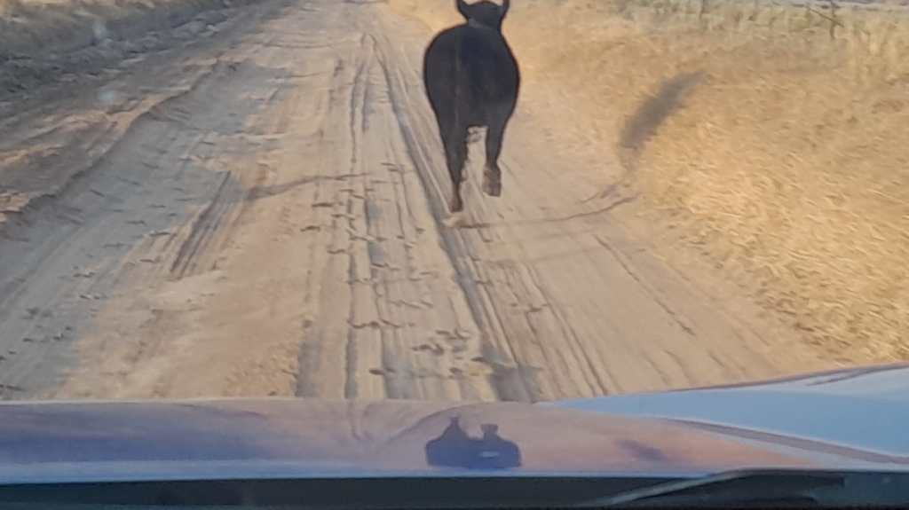 ANIMAL SUELTO EN LA VÍA PÚBLICA