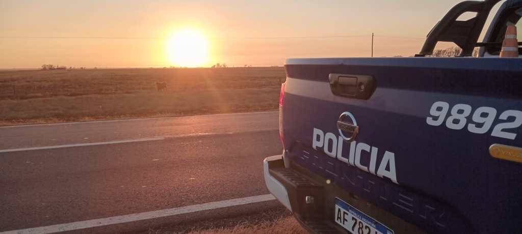 ANIMAL EN LA VÍA PÚBLICA