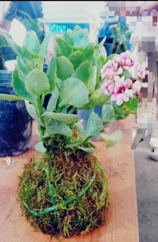 Los Nogales: Ecocanje y taller de kokedamas